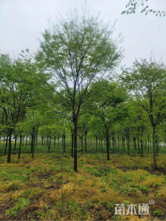 14公分榉树