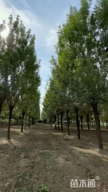 15公分白蜡