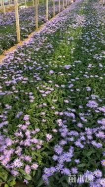 高度30厘米紫苑