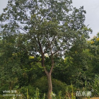 原生苗朴树