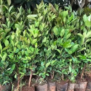 6公分樱桃