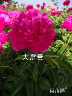 高度10厘米芍药