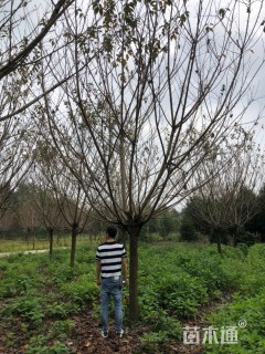 15公分日本晚樱