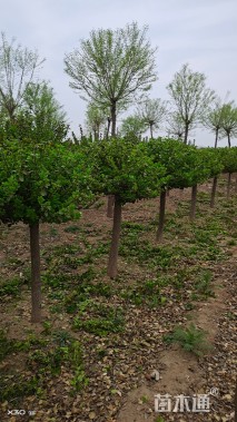 高度150厘米胶东卫矛