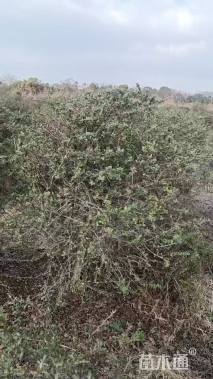 冠幅150厘米火棘球