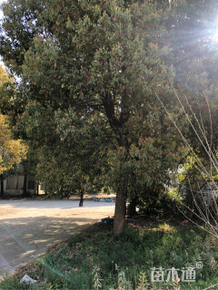 12公分香樟