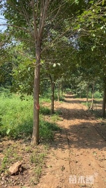 15公分大叶女贞