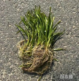 高度25厘米矮生苦草