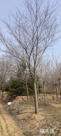 16公分染井吉野樱