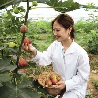 1公分无花果
