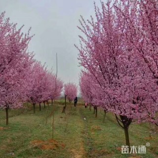 10公分红梅