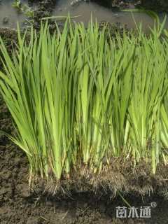 高度25厘米黄菖蒲