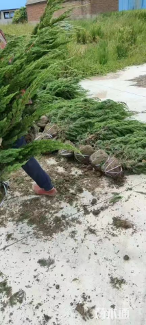 高度300厘米龙柏