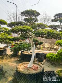 13公分造型黄杨