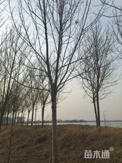 12公分速生白蜡