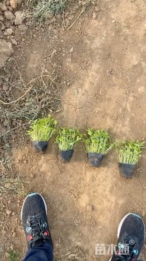 高度20厘米千屈菜