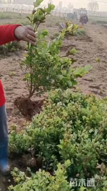 高度40厘米卫矛