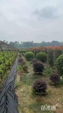 高度100厘米红叶石楠柱