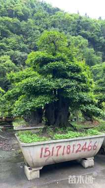 高度300厘米金弹子