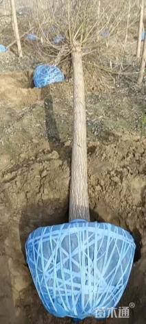 15公分漳河柳
