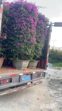 高度200厘米三角梅