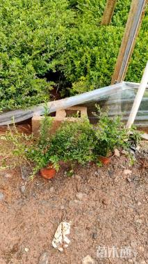 高度25厘米满天星