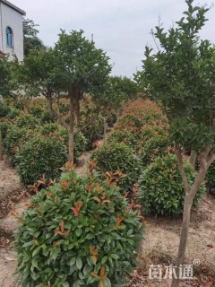 冠幅100厘米红叶石楠球