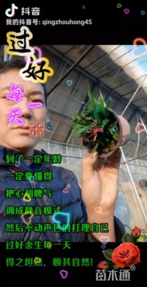 高度5厘米荷兰菊