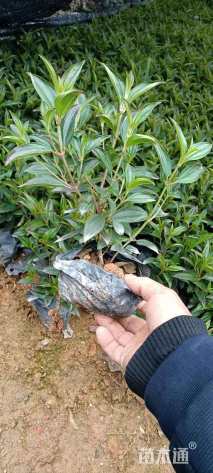 高度20厘米巴西野牡丹