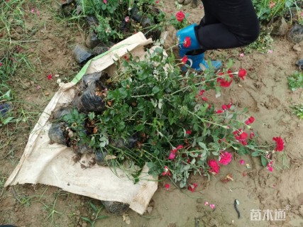 高度30厘米月季小苗