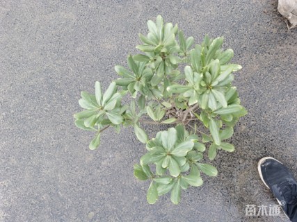 高度50厘米海桐