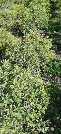 冠幅120厘米毛鹃球