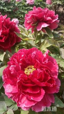 高度30厘米牡丹