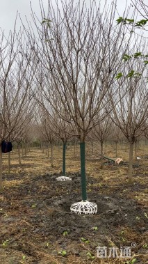 10.1公分日本晚樱