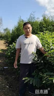 2公分君迁子