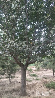 22公分日本晚樱