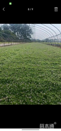 高度10厘米姬岩垂草