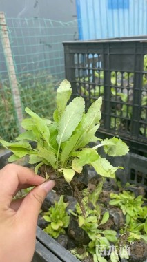 高度20厘米兰花鼠尾草