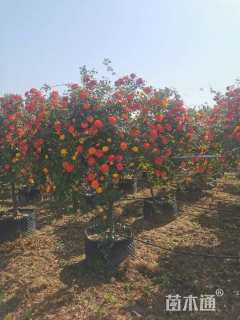 高度150厘米月季