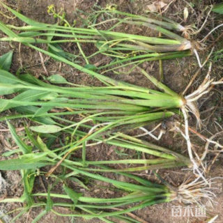 高度30厘米优质慈姑 慈姑基地