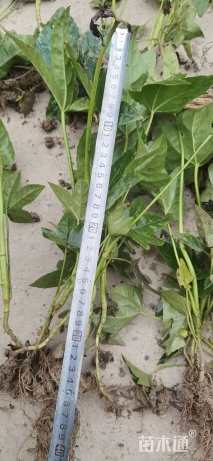 高度30厘米八角金盘