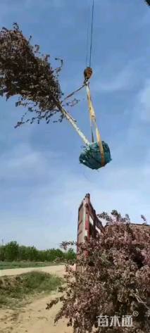 高度400厘米珠穆朗玛海棠