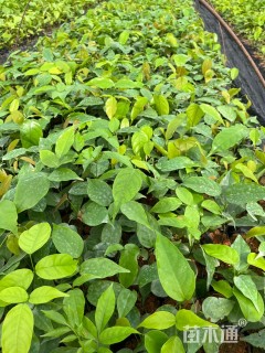 20公分海南红豆