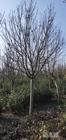 9公分红花玉兰