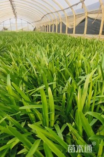 高度30厘米百子莲