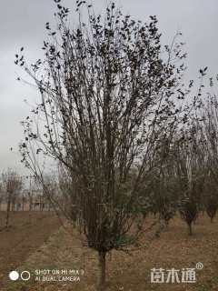 14公分西府海棠