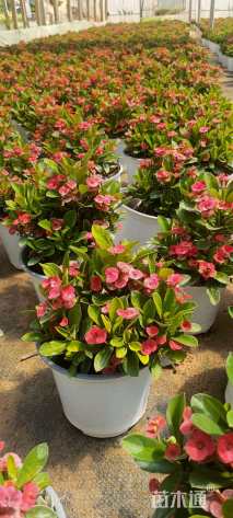 高度10厘米虎刺梅