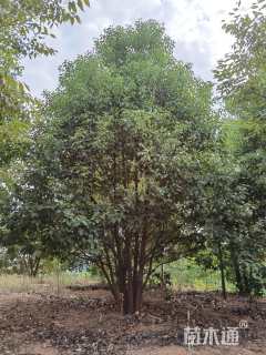 8公分(5杆)丛生香樟