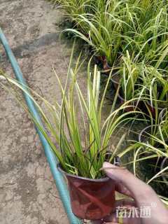 高度20厘米金叶石菖蒲