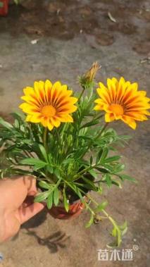 高度50厘米勋章菊
